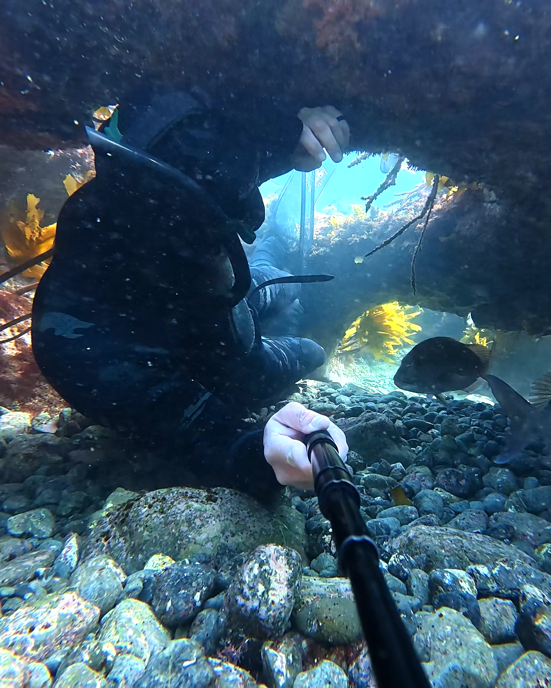 Aquatic Rehab High Performance Spearfishing Wetsuit