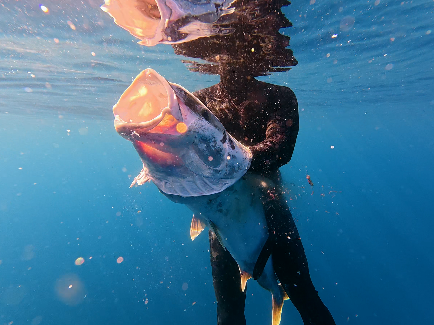 Aquatic Rehab High Performance Spearfishing Wetsuit